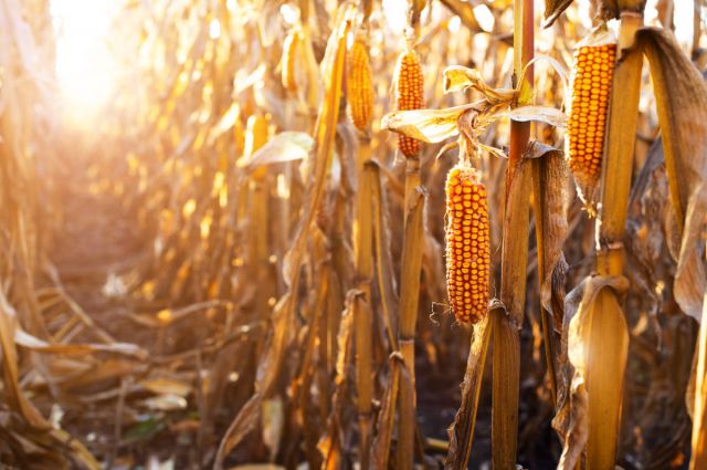 TMO’dan Üreticilere 360 Milyon TL’lik Alım Ödemesi