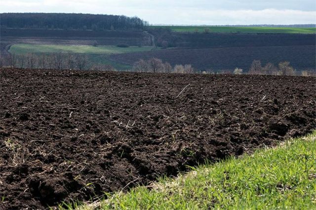 Ukrayna, yabancılara tarım arazisi satışının önünü açtı