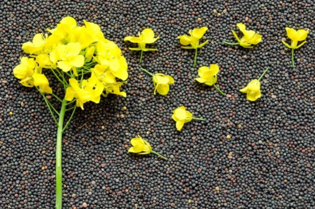 Ukrayna’da kolza küspesi ihracatı yüzde 70 arttı