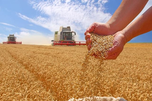 Uluslararası Tahıl Konseyi: Küresel tahıl üretimi rekor kıracak