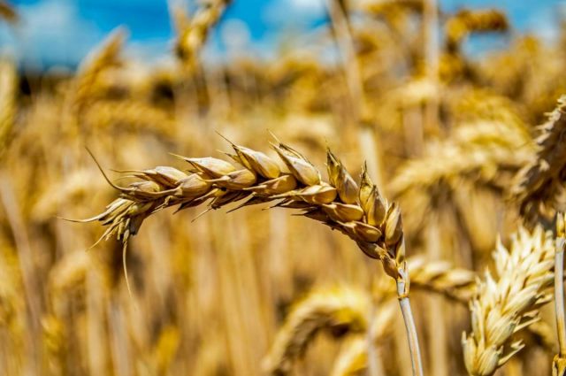 USDA: Arjantin’in buğday ihracatı 17,5 milyon tona çıkacak