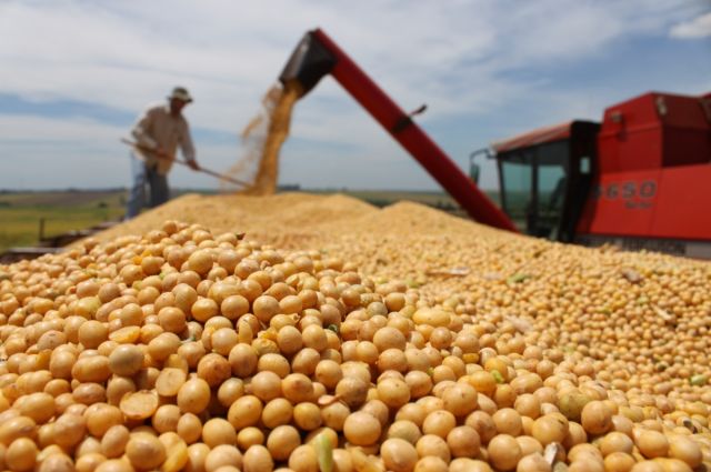 Agroexport: Soya yağı Hindistan’da rekabet gücünü yitiriyor