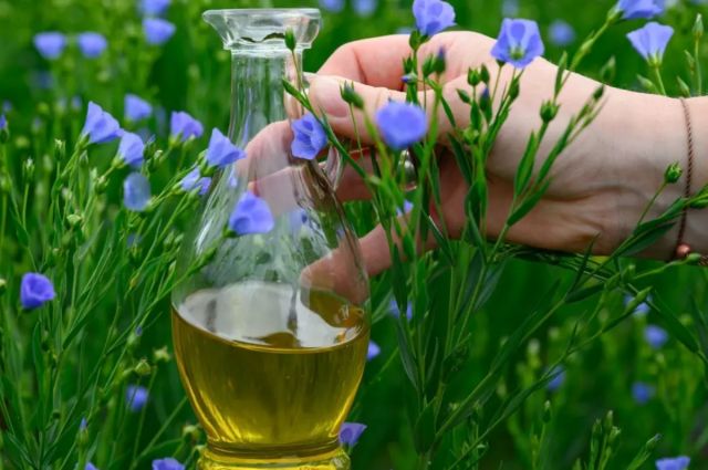 Agroexport: Türkiye, Rusya keten yağı ithalatında ilk 5’te