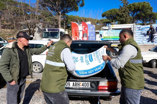 Aydın’da büyükbaş üreticilerine yem hibesi desteği sürüyor