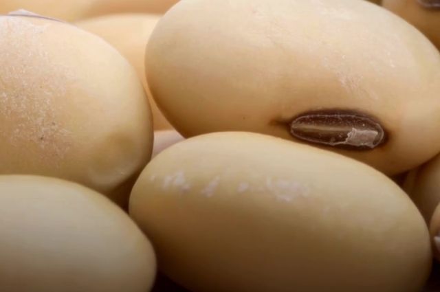 Brezilya’da Soya Verimini Tahmin Eden Yapay Zekâ Geliştirildi