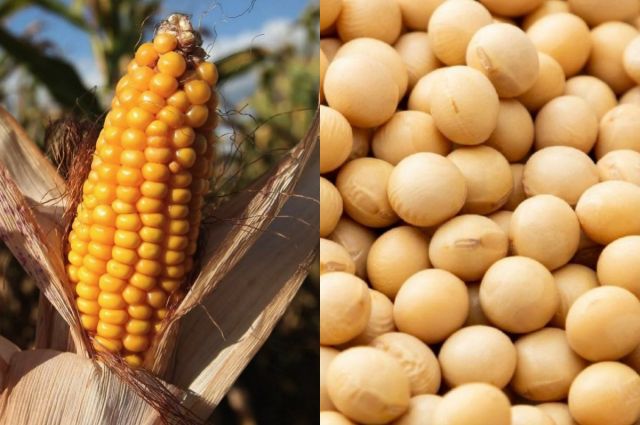 CoBank: ABD’de 2026’da Soya Ekimi Artacak, Mısır Daralacak