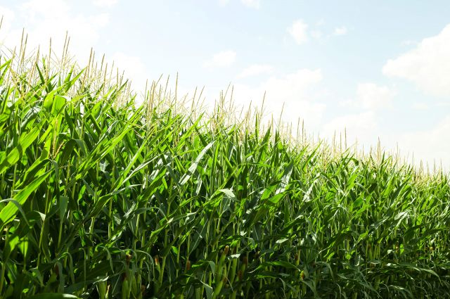 Cornell Üniversitesi: Küresel tarım emisyonları 10 km çözünürlükle haritalandı