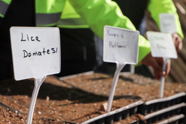 Diyarbakır Büyükşehir Belediyesi 300 bin fideyi toprakla buluşturdu