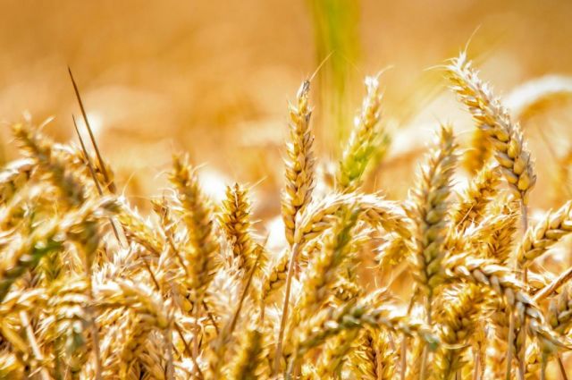 Endonezya, ABD’den tarım ithalatını artıracak