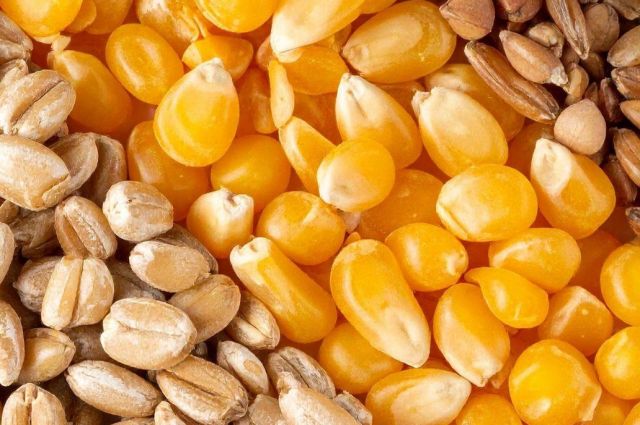 FAO: 2025–2026’da Küresel Tahıl Tüketimi 2,9 Milyar Ton