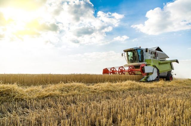 FAO: Küresel tahıl stok/tüketim oranı 2001’den beri en yüksek seviyesinde