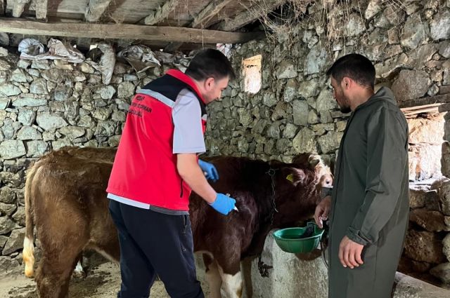 Giresun İl Tarım: Şap Aşılama Kampanyası başladı
