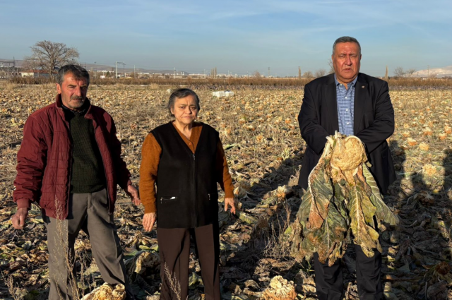 Gürer: Niğde Bor’da Karnabahar Tarlada Kaldı