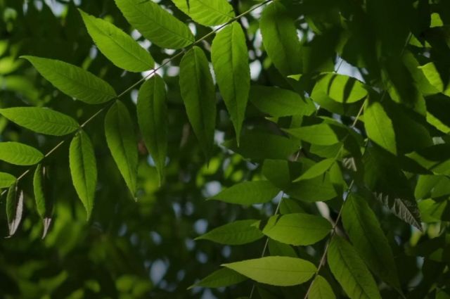 İsviçre Orman Enstitüsü: Dişbudaklar zararlıya dirençli