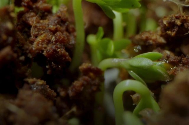 John Innes Merkezi: Arpa kökleri faydalı bakterileri seçiyor