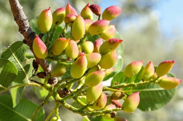 Kaliforniya Üniversitesi: Fıstıkta erken çatlama nedeni bulundu