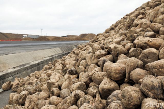 Kayseri Şeker 2025–2026 pancar bedeli ödeme takvimini açıkladı