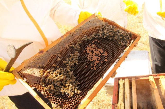 Kudüs İbrani Üniversitesi: Çiçekler yabani arılarda virüs taşıyabiliyor