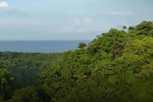 Liverpool Üniversitesi: Andlar ve Amazon’da orman yapısı değişiyor