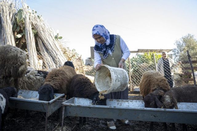 Mersin Büyükşehir’den kırsalda 360 yetiştiriciye hayvancılık desteği