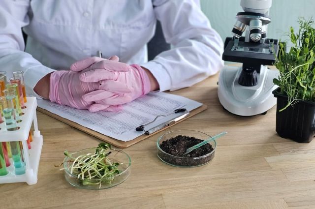 Mordovya Üniversitesi kontrollü salınımlı gübre geliştirdi