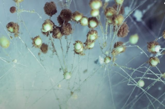 Murcia Üniversitesi, Dönüşebilen Mantarın Genlerini İnceledi