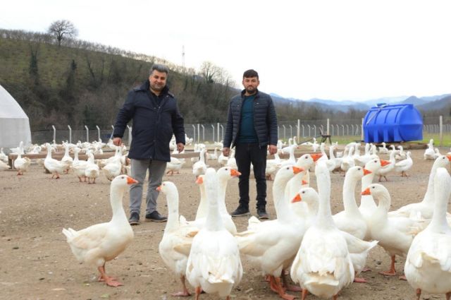 Ordu Büyükşehir kaz yetiştiricilerine alım garantisi verdi