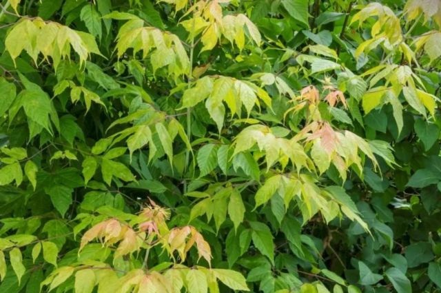 Rosleshoz: Amerikan Akçaağacı Tehlikeli İstilacı Tür Sayılacak