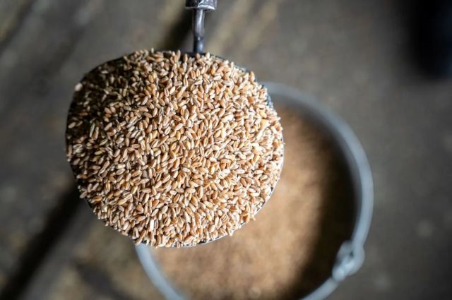 Rusagrotrans: Rusya’nın Şubat Buğday İhracatı 3,3 Milyon Ton