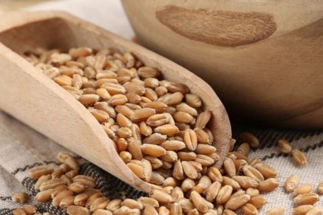 Rusya Tarım Bakanlığı: Buğday, Arpa ve Mısırda İhracat Vergisi Sıfır