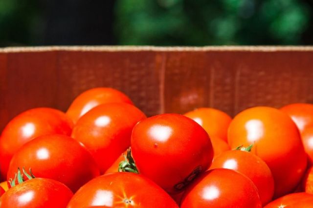Rusya Tarım Bakanlığı, Türkiye'den domates kotasını artırıyor