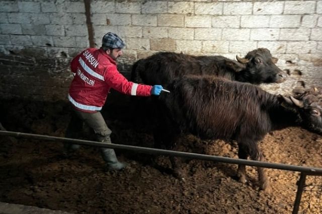 Samsun İl Tarım’dan 2026 İlkbahar Şap Aşılama Duyurusu