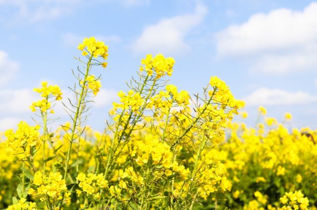 SunSirs: Çin’de kolza ve soya küspesi fiyatları arttı