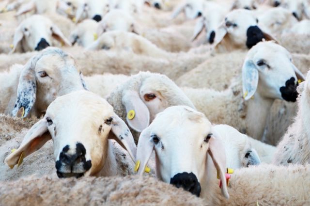 Tarım ve Orman Bakanlığı küçükbaş destek projesinin şartlarını açıkladı
