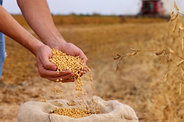 Texas Teknoloji Üniversitesi ABD’de Soyada Yeni Direnç Genleri Buldu