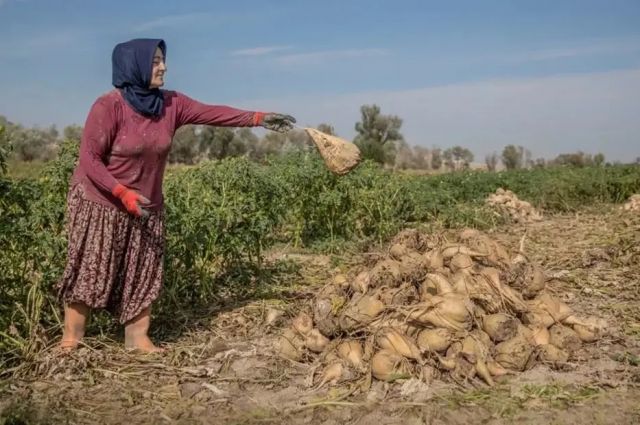 Türkşeker: Ilgın Şeker Fabrikası’nda kota kesintisi yok