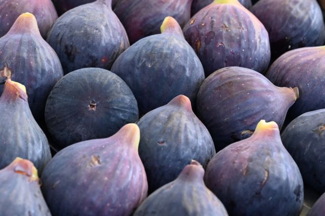 Üreticilere Yüzde 100 Hibeli İncir Fidan Desteği