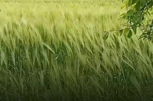 Uzmanlar: Yeleli Arpa Tarım ve Hayvancılık İçin Tehdit