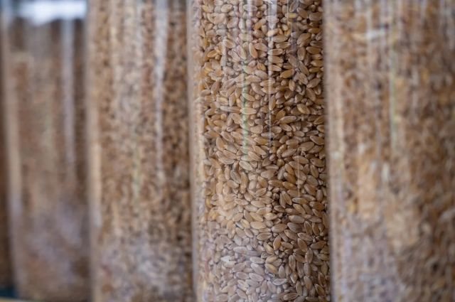 Yetkililer: Buğday ihracat vergisi 11–17 Şubat’ta sıfır