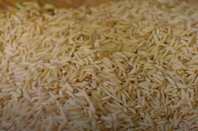 Arkansas Üniversitesi Pirinçten Vegan Peynir Üretti