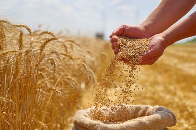 Avustralya Üreticileri Gübre Krizi Nedeniyle Buğday Ekimini Azaltabilir