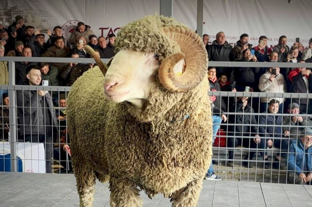 Bandırma’da damızlık koç 1,11 milyon TL’ye satıldı