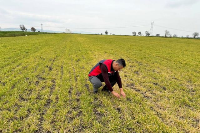 Biga İlçe Tarım Uyardı: Arpa Tarlalarında Sararma Görüldü