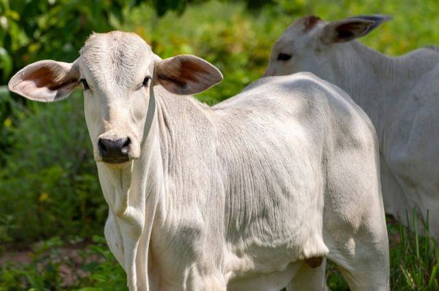 Brezilya’da dana fiyatları rekor seviyeye ulaştı