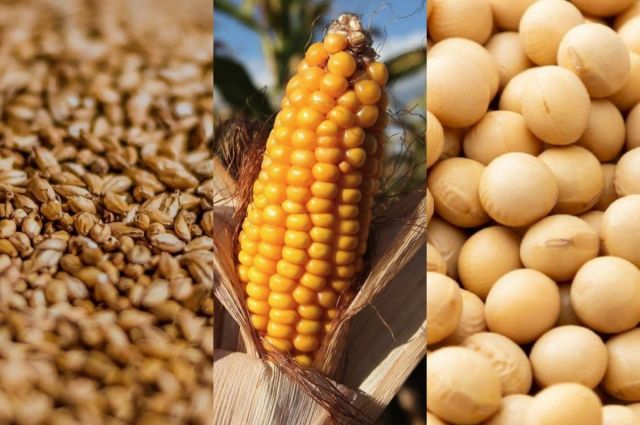 CBOT: Buğday, Mısır ve Soya Vadeli İşlemleri Yükselişle Kapandı