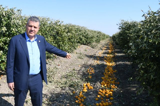 CHP’li Ayhan Barut: Limonda İthalat Kararı İptal Edilmeli