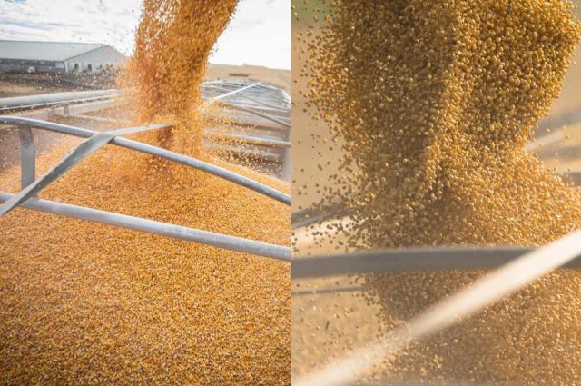 Çin Hükümeti: Tahıl Üretim Kapasitesi 725 Milyon Ton Hedefi