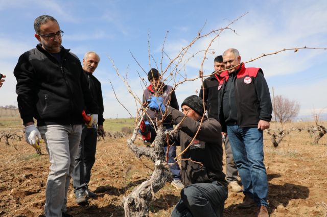 Elazığ’da bağcılara budama eğitimi verildi