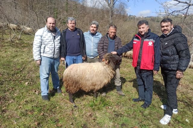 Giresun Tarım Müdürlüğü Çepni Koyunu Projesini Sürdürüyor