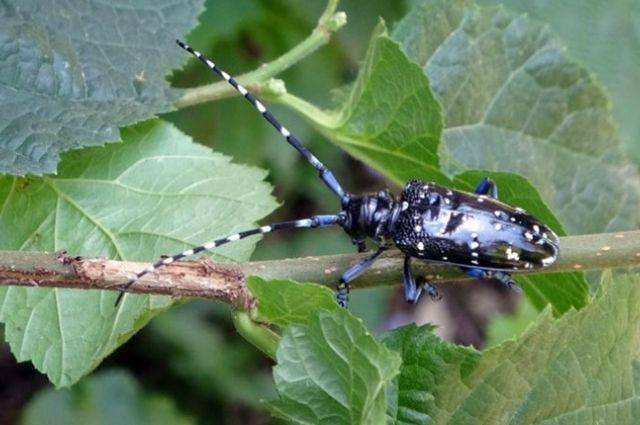 Hırvatistan’da Çinli Uzun Antenli Böcek Tekrar Görüldü